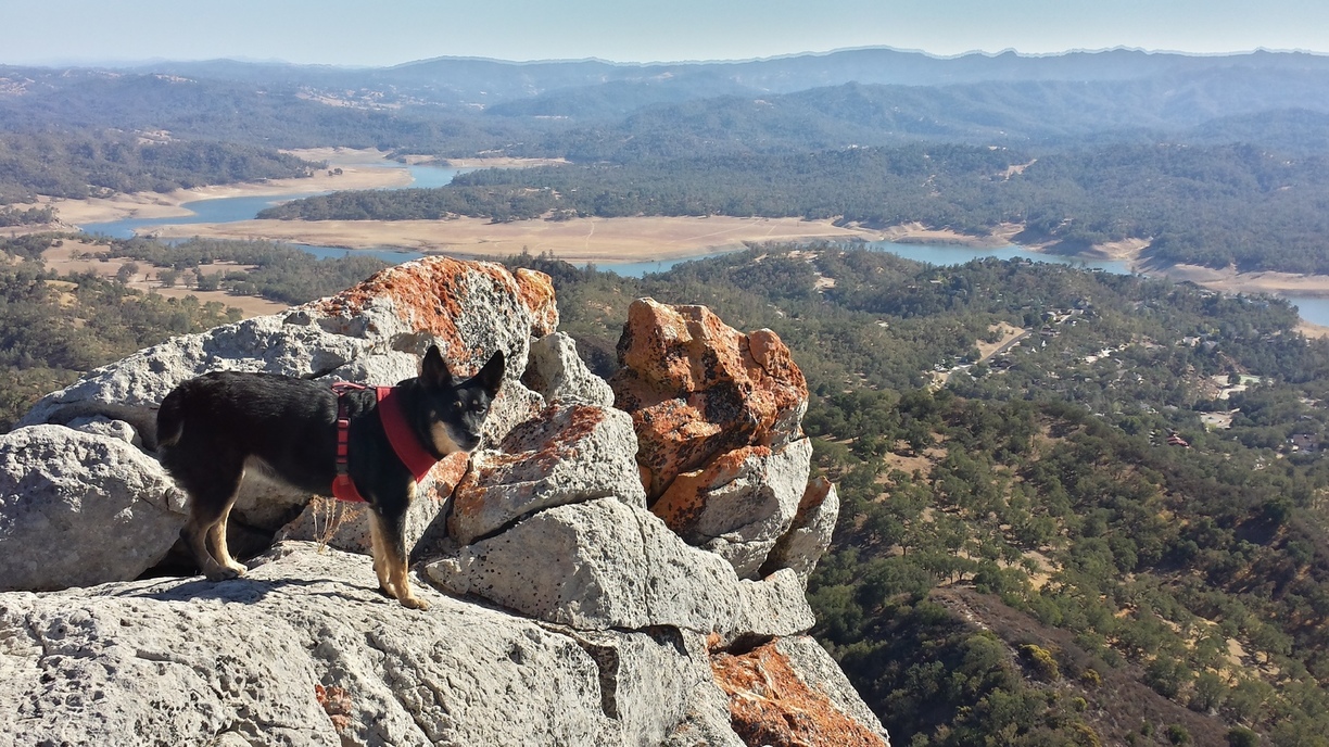 Murphy-Anne-Blue-Heeler-Dog-Mountain