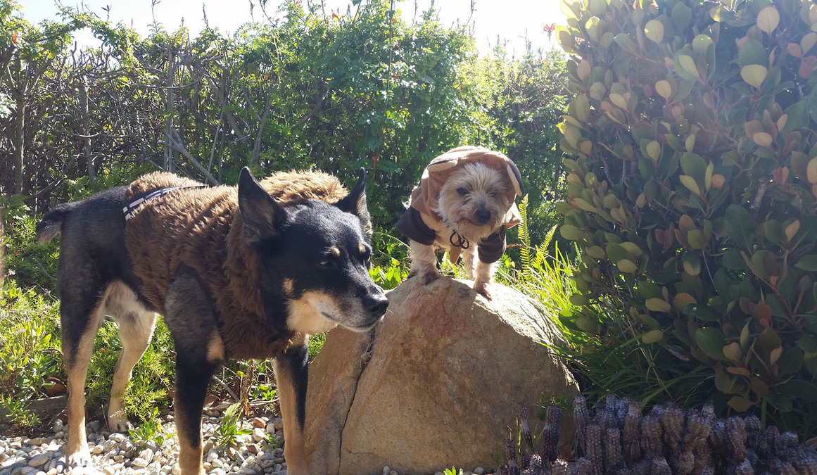 Murphy-Anne-Blue-Heeler-Dog-Star-Wars-Wookiee-Chewbacca-Ewok