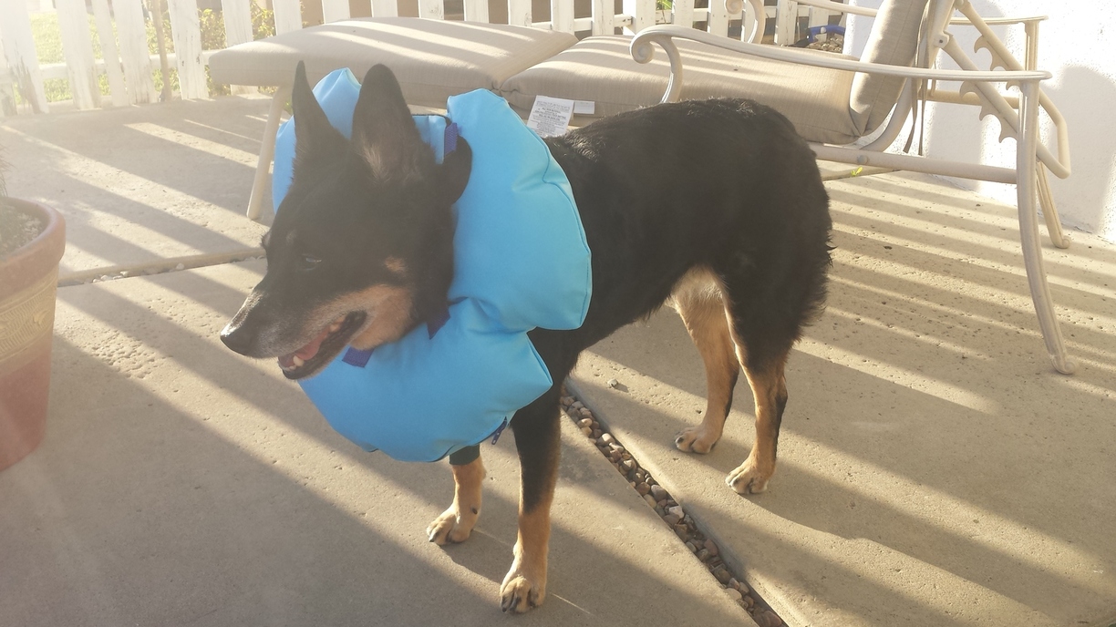 Murphy-Anne-Blue-Heeler-Dog-Cone-of-Shame
