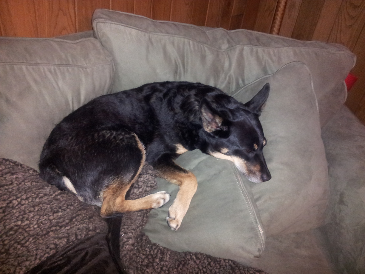 Murphy-Anne-Blue-Heeler-Dog-Sleeping-Couch