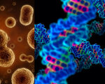 Measuring telomere length to quantify the value of longevity supplementation