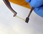 Novel polymer self heals with a drop of water future applications in medical implants fiber optics