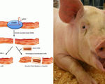 Researchers use crispr to make pig organs even more suitable for transplanting into humans no more pervs