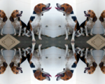 Chinese scientists have genetically engineered extra muscular beagle dogs using crispr cas9