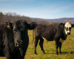 The ethics of why eating lab grown meat is good and truly part of a sustainable future food supply