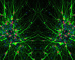 Researchers create human serotonin producing neurons from induced pluripotent stem cells