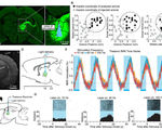 Scientists used optogenetic lasers to turn whole brain activity on and off in rats