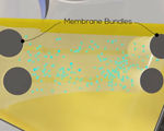 Nanomembrane toilet needs no water produces energy does not smell