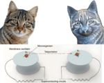 Physicists plan teleport memory living microorganism using electromechanical oscillators superconducting circuits