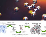 Researchers use 50 times less chemo destroy drug resistant lung cancer tumors immune bubbles
