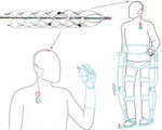 Implantable brain device enable direct recording from neurons let paralysed move again