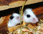 Scientists implant 3d print ovaries infertile mice successfully give birth