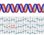 Crispr precision enhanced single letter dna base editing technique