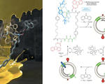 Autonomous synthetic nanomotors molecular machines
