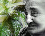 Thc remove plaque forming alzheimer's proteins reduce inflammation protect nerve cells