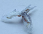 3d printed biohybrid robot sea slug parts rise living machines