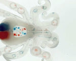 Octobot 3d printed fully soft autonomous robot microfluidic logic