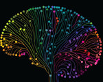 Multicolored brain connections shutterstock 347864354 1068x601
