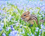 Chipmunk 2323827 1280