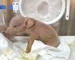Monkey pig chimera first ever piglets containing monkey cells born in china