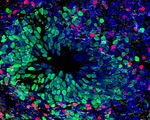 Ethical future for brain organoids takes shape organoid layers lede %281%29