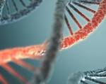 Success in correcting the mutated dystrophin gene in living pigs crispr gene editing corrects muscular dystrophy