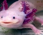 Scientists discover axolotl genes involved in their amazing limb regeneration
