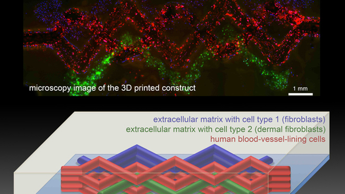 Novel method 3D prints human tissue with blood vessels and multiple ...